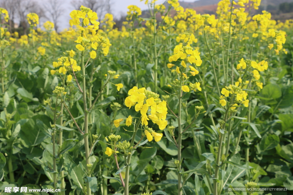 油菜花