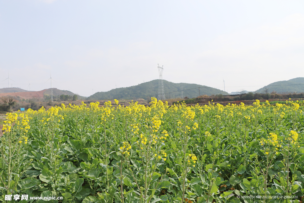 油菜花