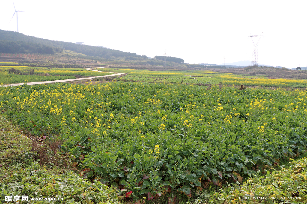 油菜花