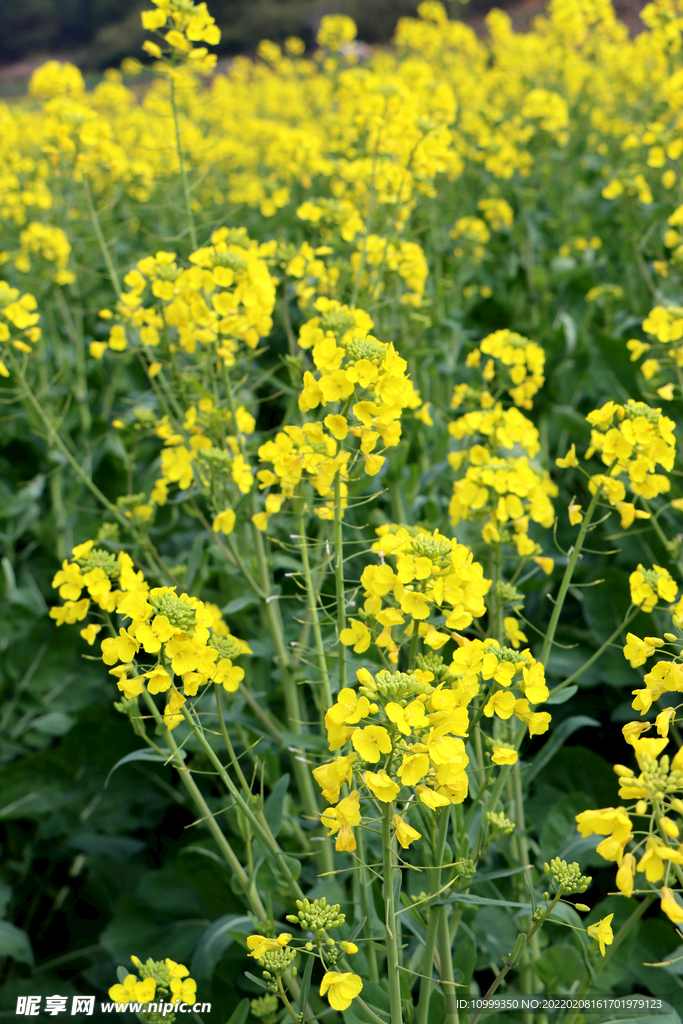 油菜花