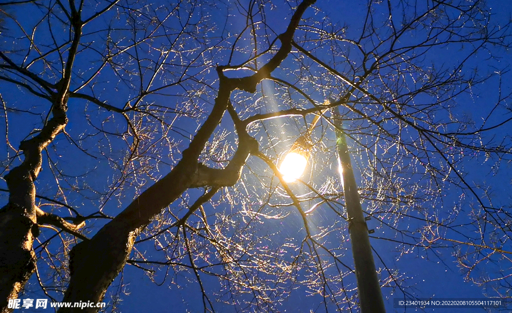 深蓝天空下的路灯和树木