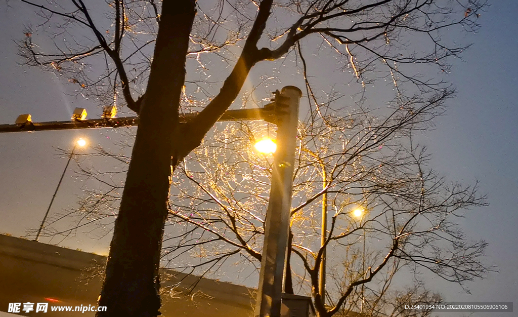 黄昏暖色路灯和树木