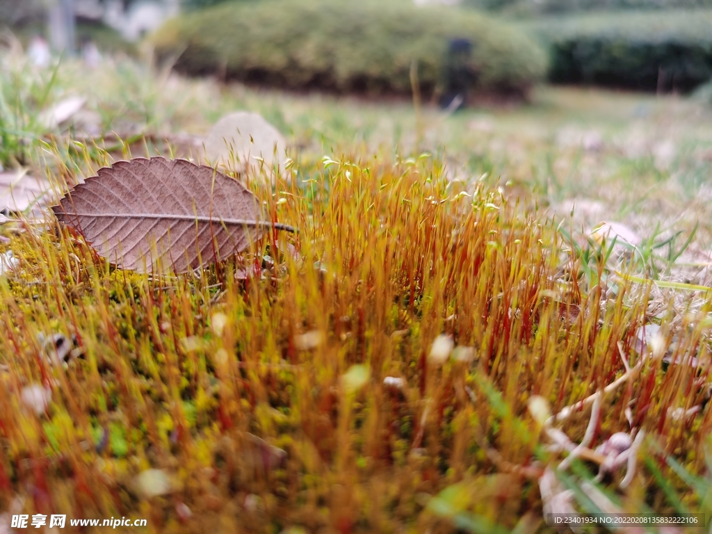 生长的青苔和树叶