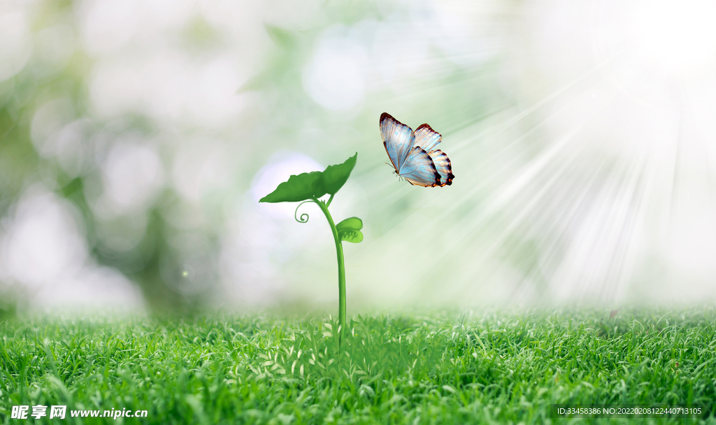 春天发芽植物和蝴蝶壁纸