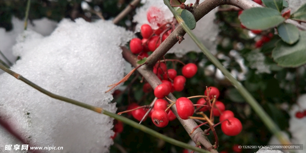雪和火棘果