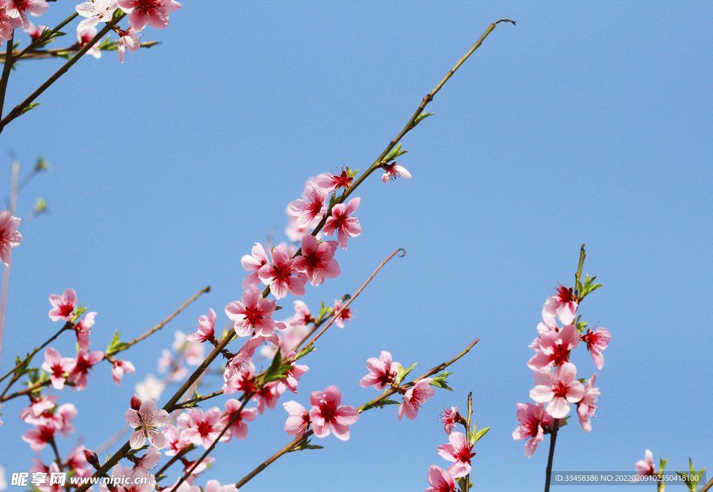 春天里粉色桃花花瓣