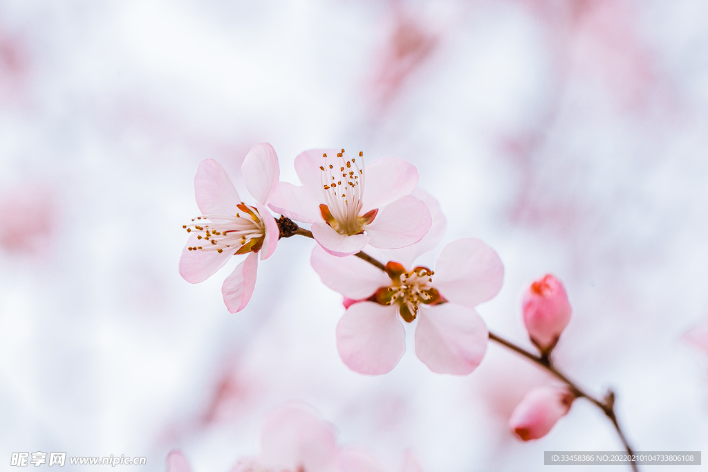 春暖花开春天山桃花
