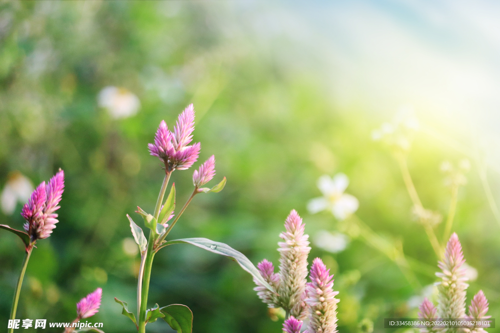 春天野花背景