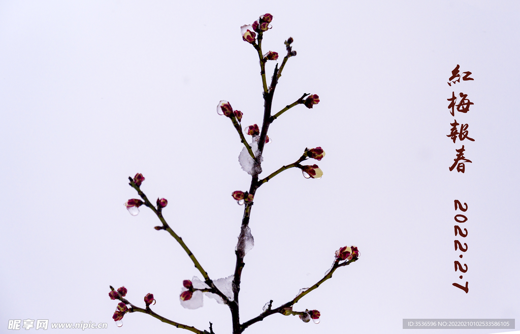 雪中绽放的梅花 