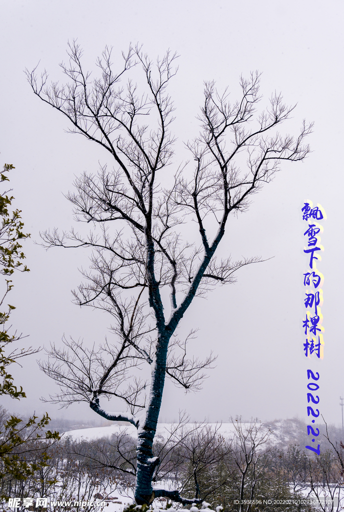 飘雪下的那棵树 