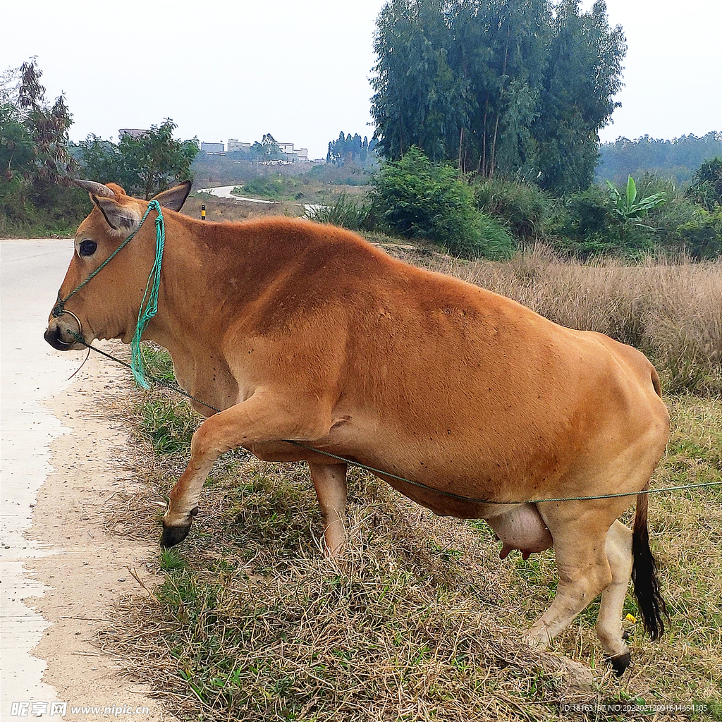 黄牛母牛