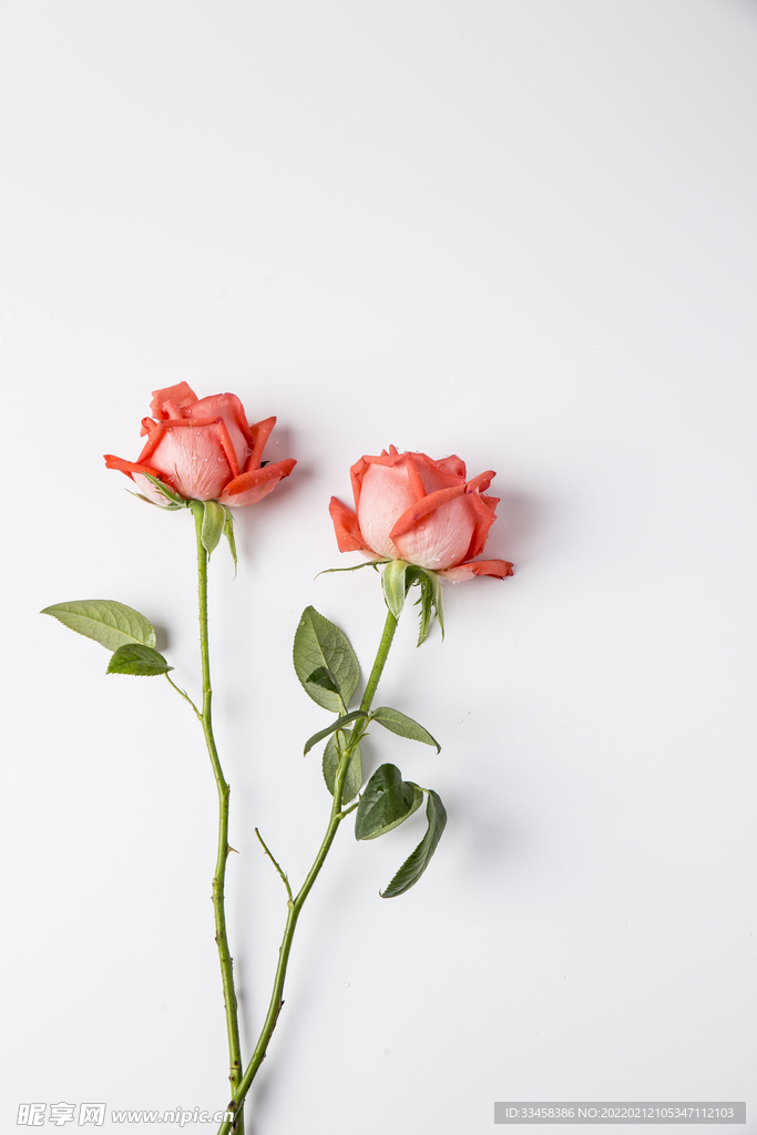 情人节玫瑰花摄影图