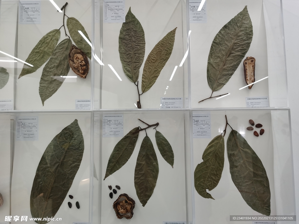 巧克力树叶果实坚果