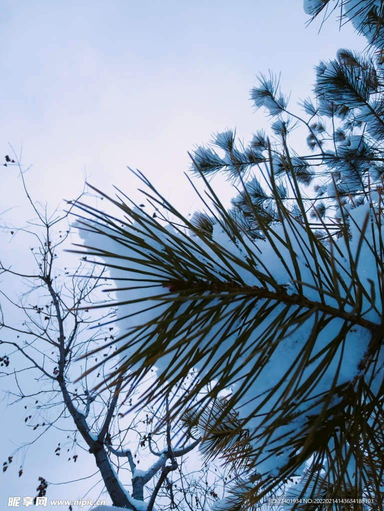松针上的雪花