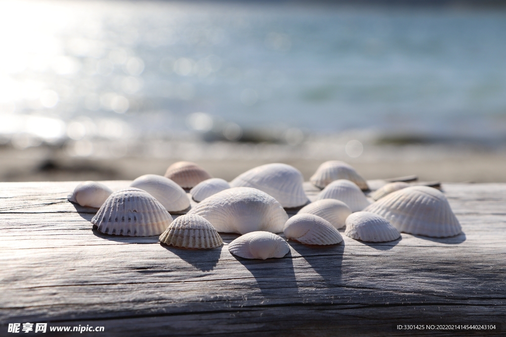 沙滩贝壳