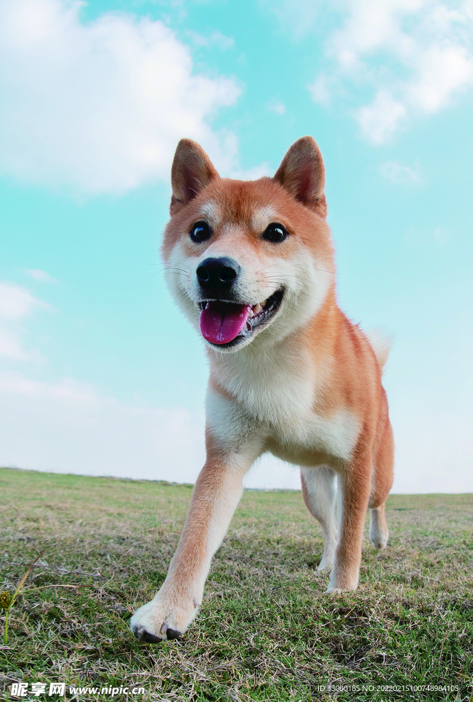 宠物狗