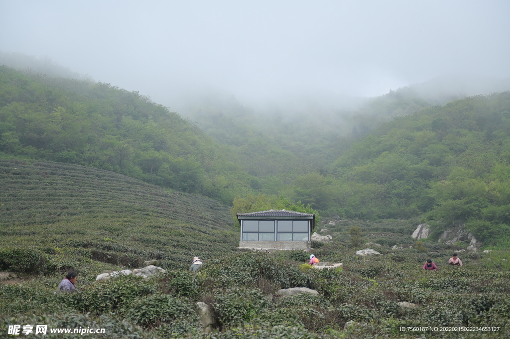 茶山