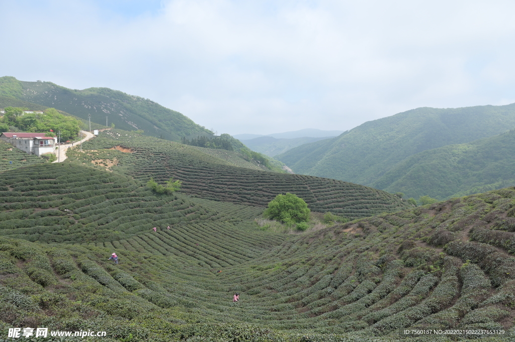 茶山