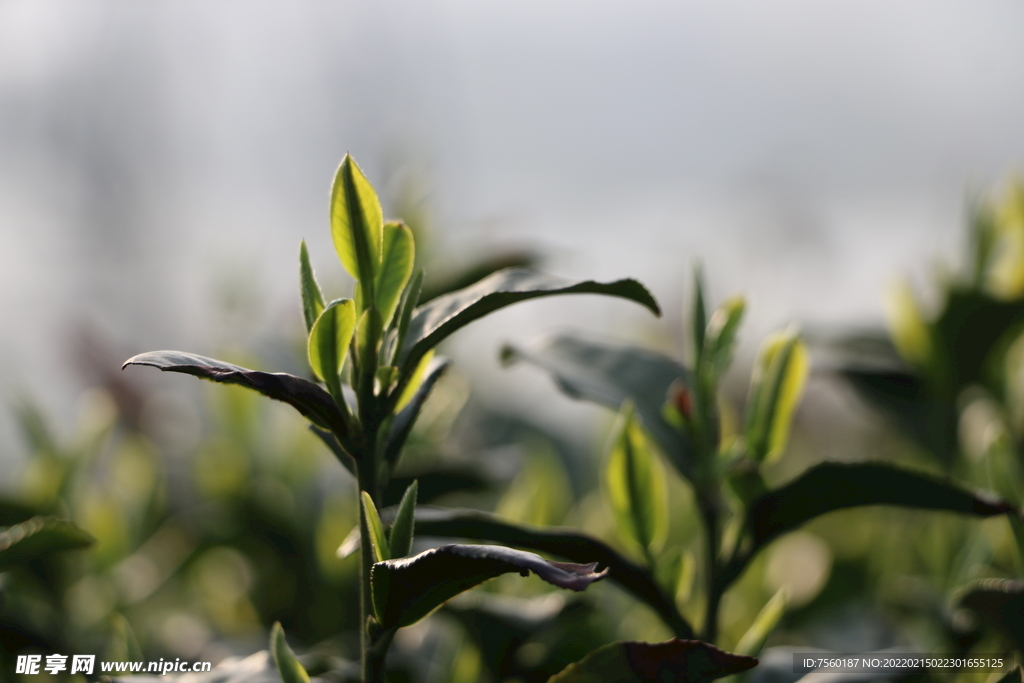 茶