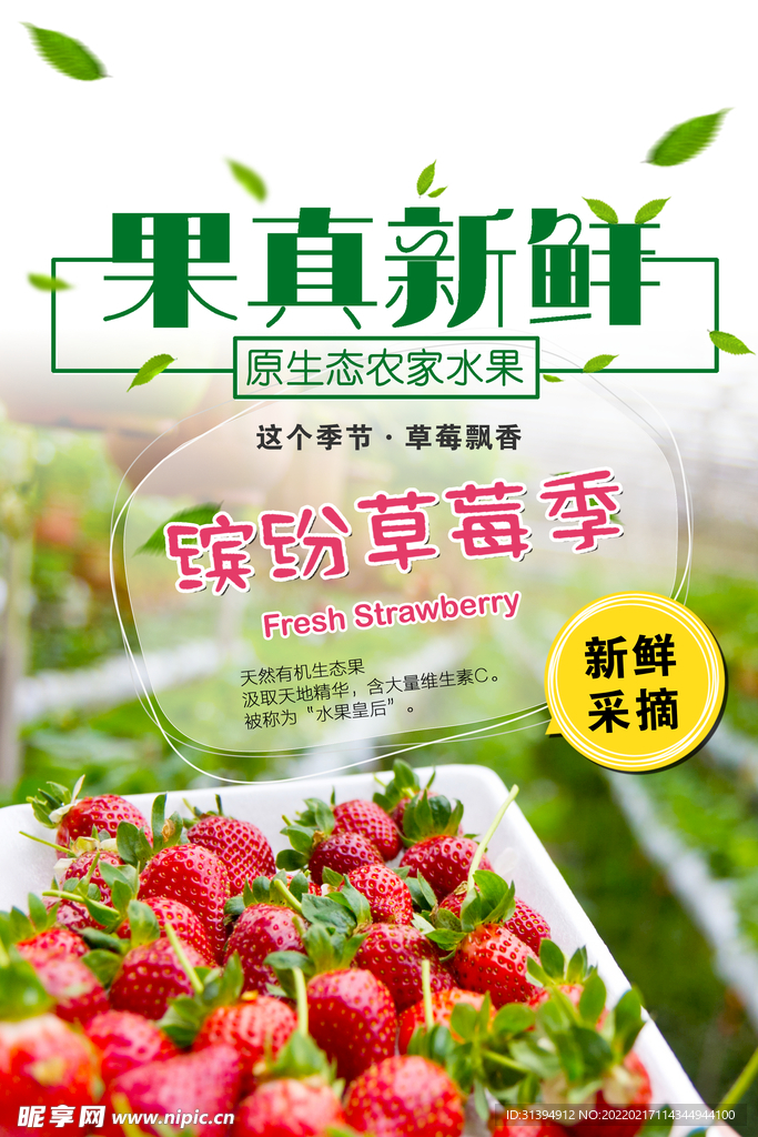 采摘草莓