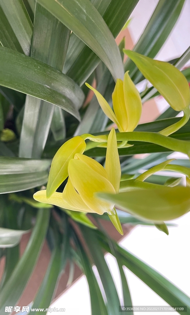 兰花