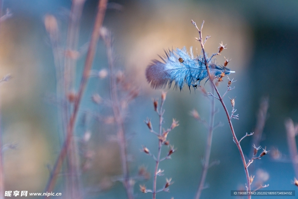 花草