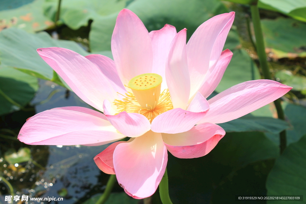 荷花 莲花 清廉  清高 