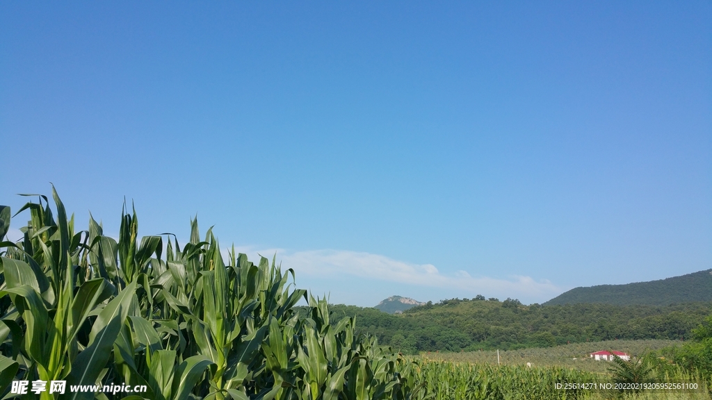 玉米地