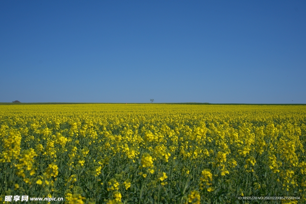 油菜花景色