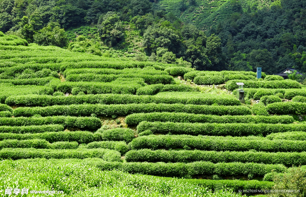 最美茶园摄影图