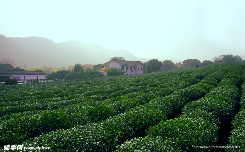 茶园摄影素材