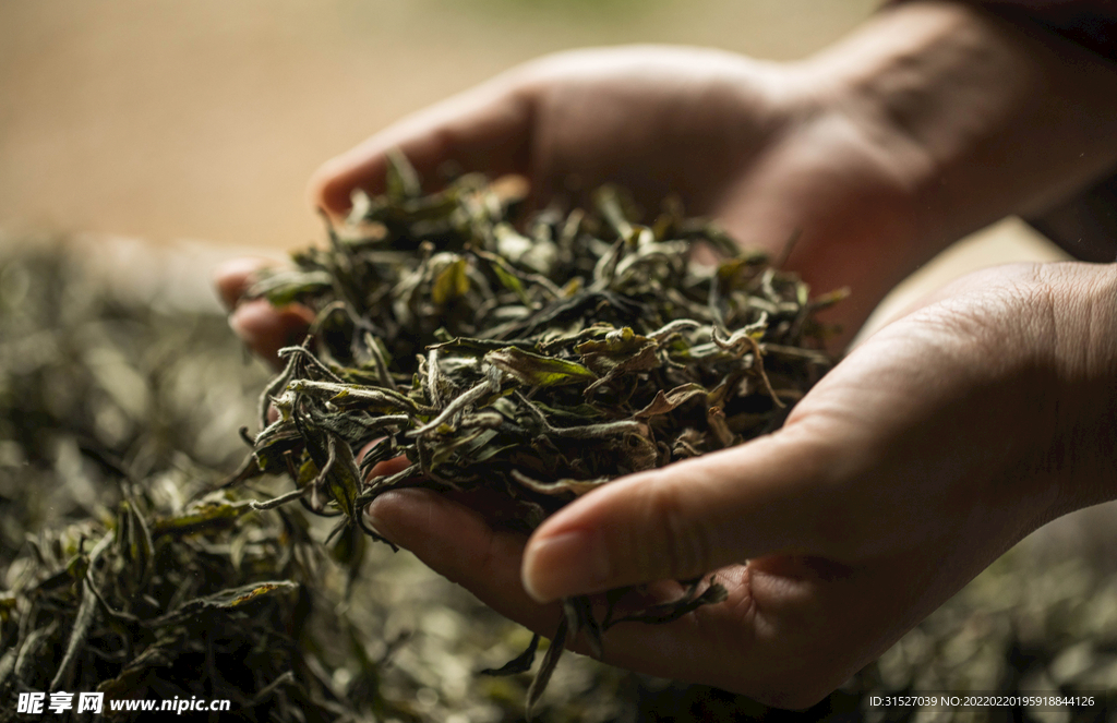 手捧茶叶摄影素材