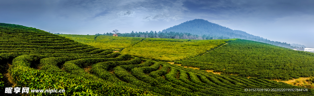 绿色的茶园摄影