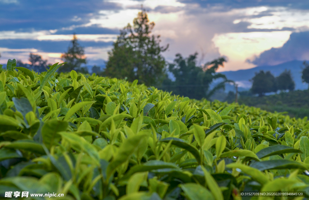 普洱茶园摄影