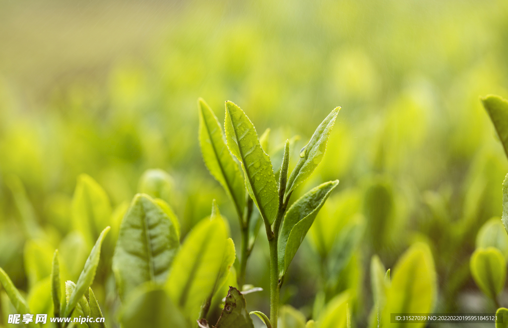 茶园茶叶特写图