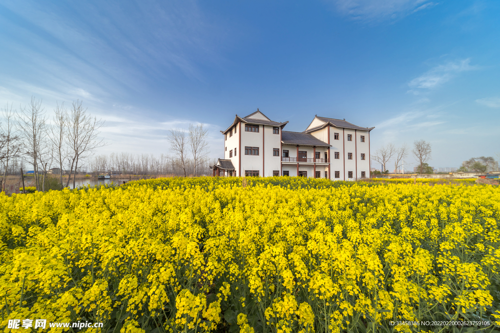 郊外踏春油菜花春景