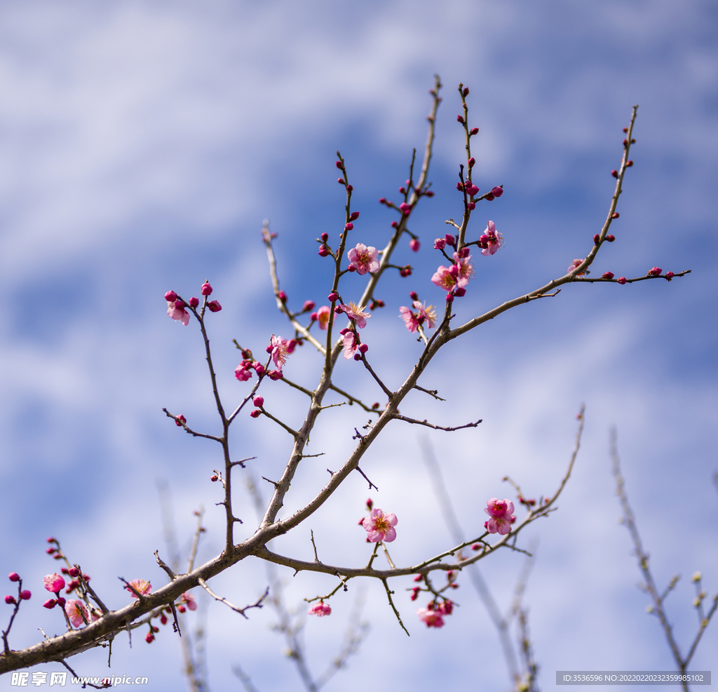 红梅花开