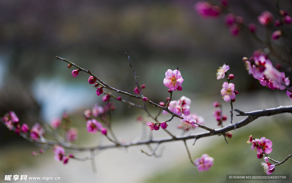 唯美红梅花开