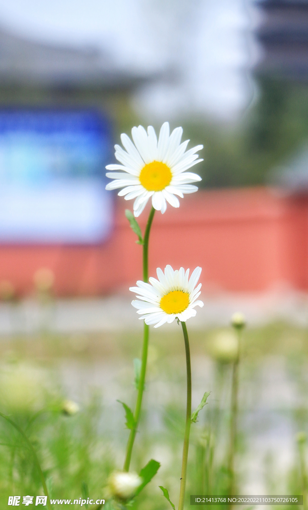 小雏菊菊花