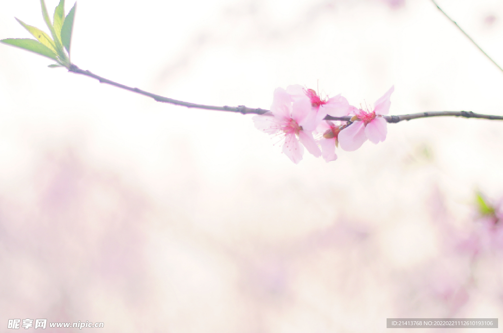腊梅寒梅梅花 