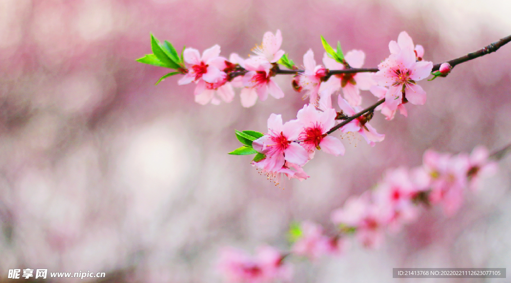 腊梅寒梅梅花 