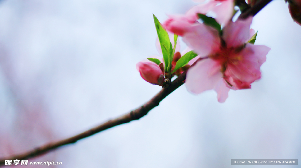 腊梅寒梅梅花  