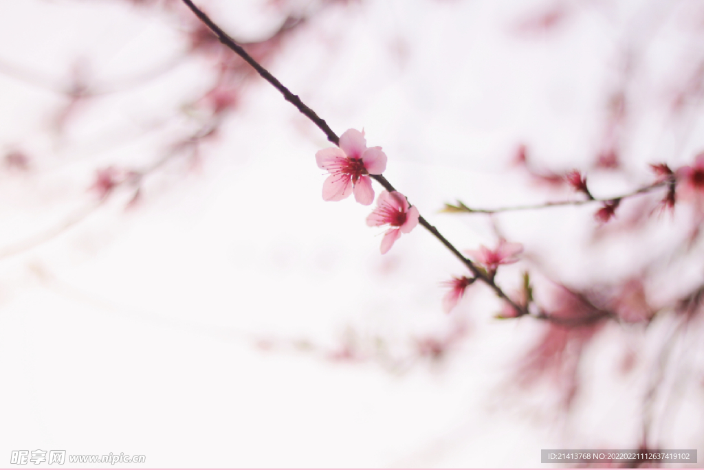 腊梅寒梅梅花 