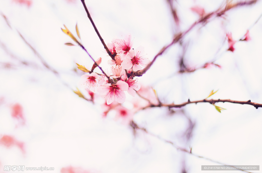 腊梅寒梅梅花