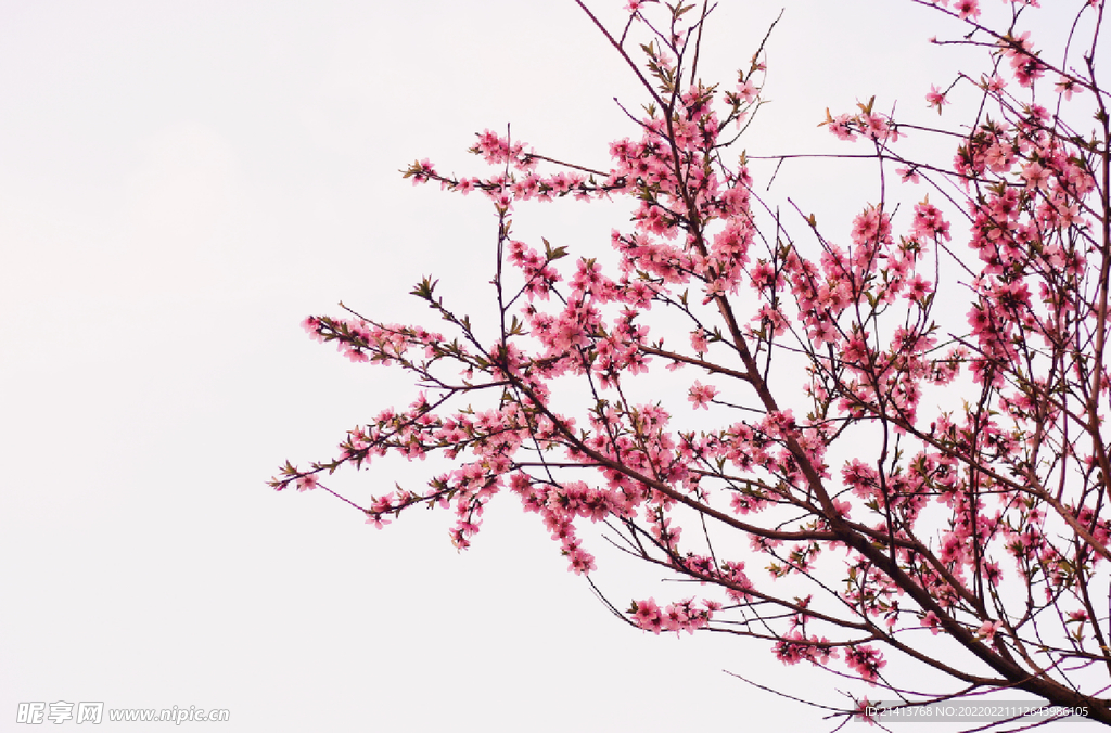 腊梅寒梅梅花