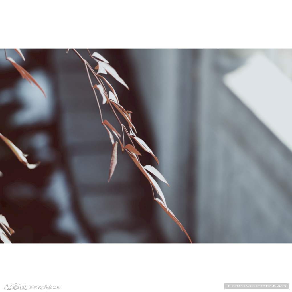 绿植绿叶树叶 