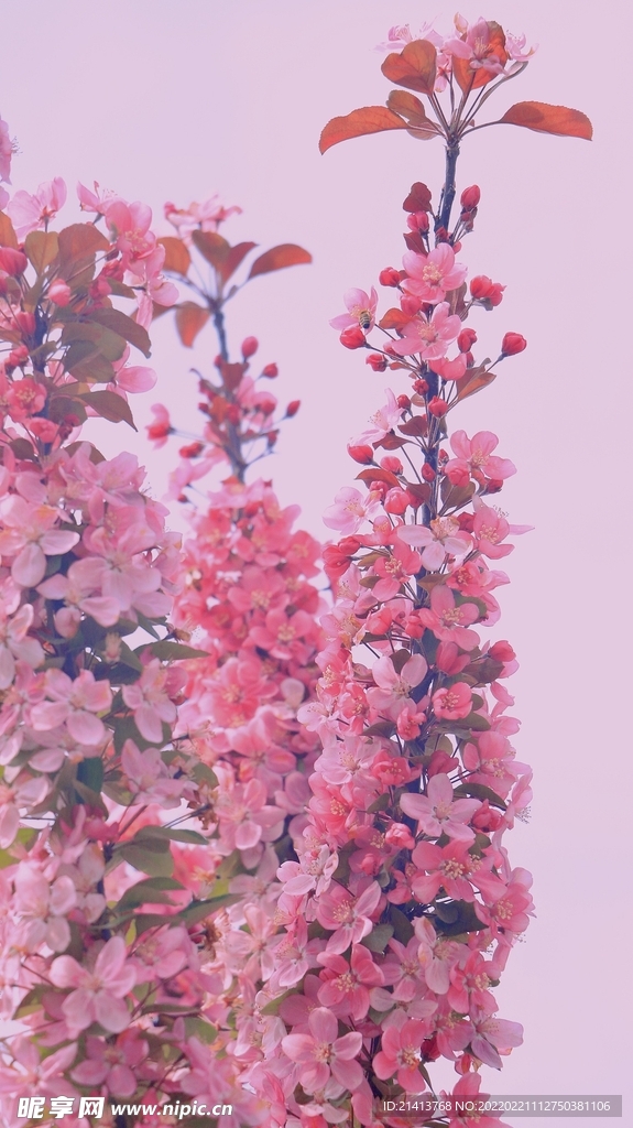 樱花花朵花卉 