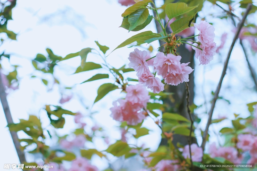 樱花花朵花卉 