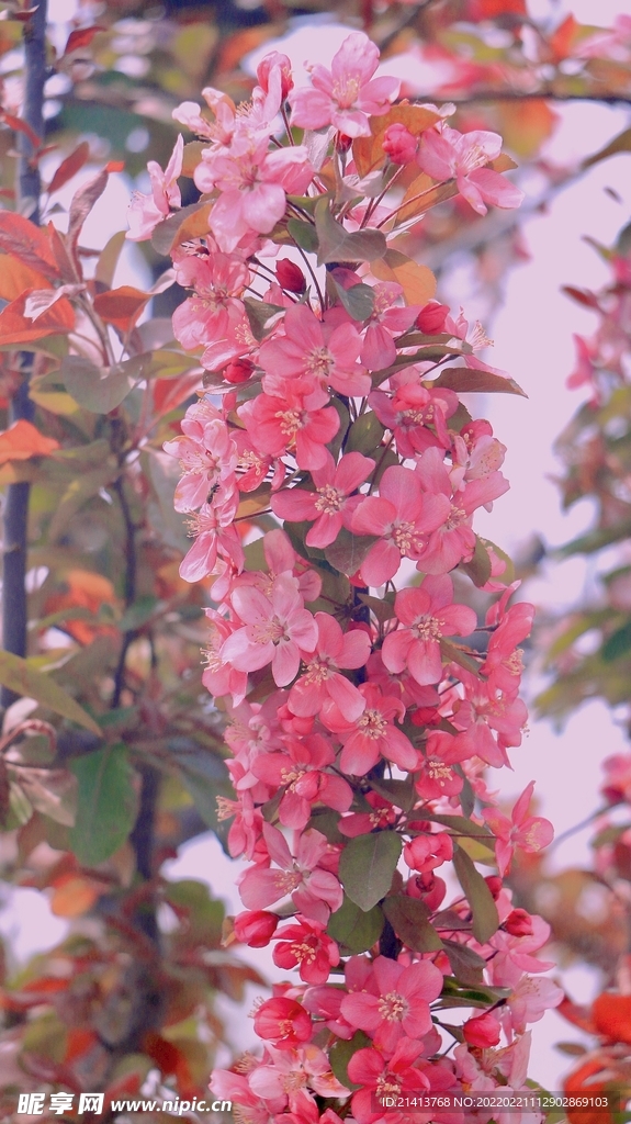 樱花花朵花卉