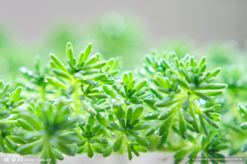 春天清新小草水珠